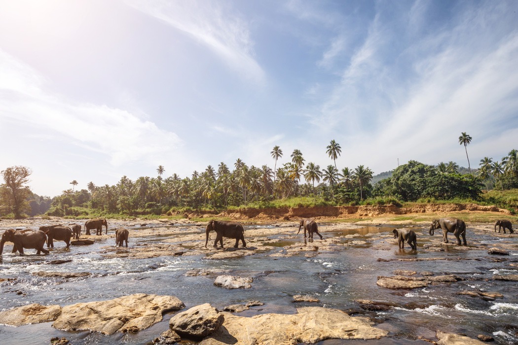 Sri Lanka Turu Türk Havayolları İle 8 Gün EJ001